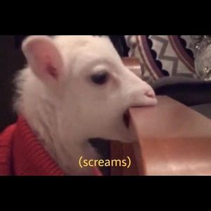 Meet your Posher, Josh